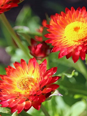 BRACTEANTHA DreamTime Red
